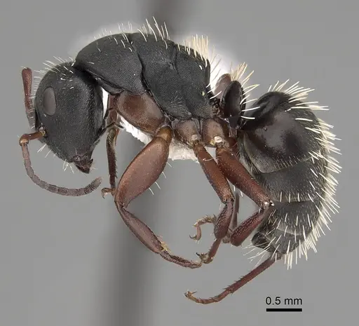 Camponotus erinaceus - CASENT0280291