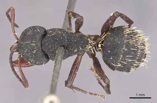 Camponotus erinaceus - CASENT0905434