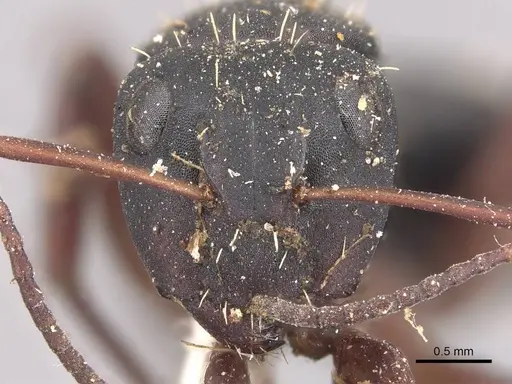 Camponotus erinaceus - CASENT0905434