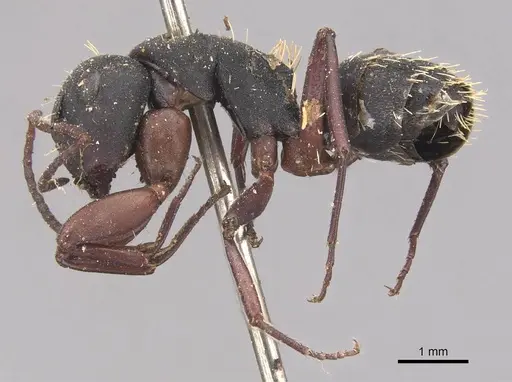 Camponotus erinaceus - CASENT0905434