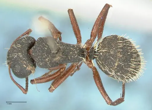Camponotus erinaceus - FOCOL2342