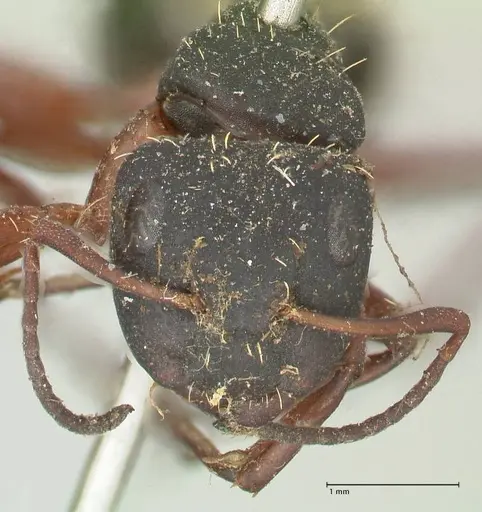 Camponotus erinaceus - FOCOL2342