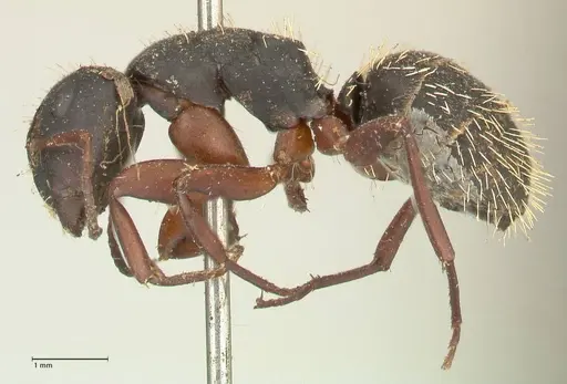 Camponotus erinaceus - FOCOL2342