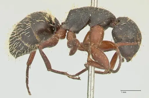 Camponotus erinaceus - FOCOL2342