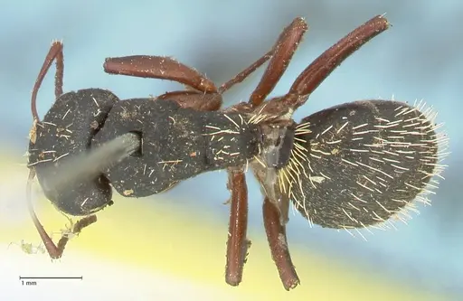 Camponotus erinaceus - FOCOL2343