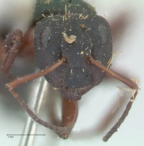 Camponotus erinaceus - FOCOL2343