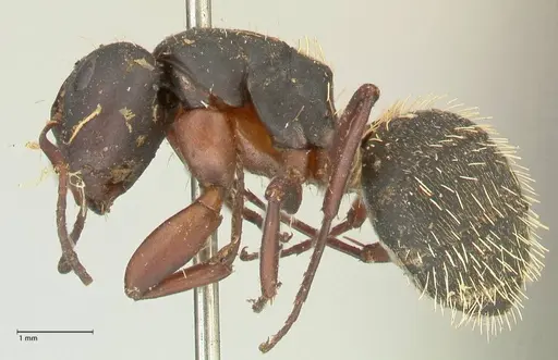 Camponotus erinaceus - FOCOL2343