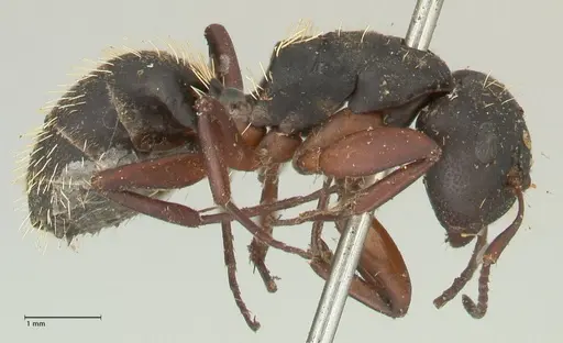 Camponotus erinaceus - FOCOL2343
