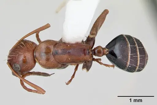 Camponotus erythrocephalus specimen