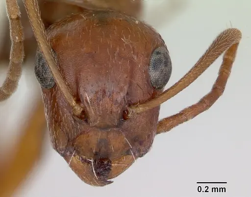 Camponotus erythrocephalus specimen