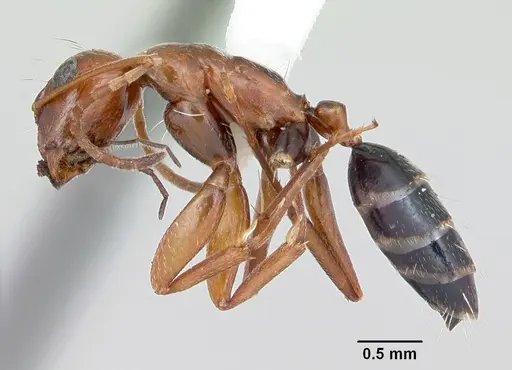 Camponotus erythrocephalus specimen