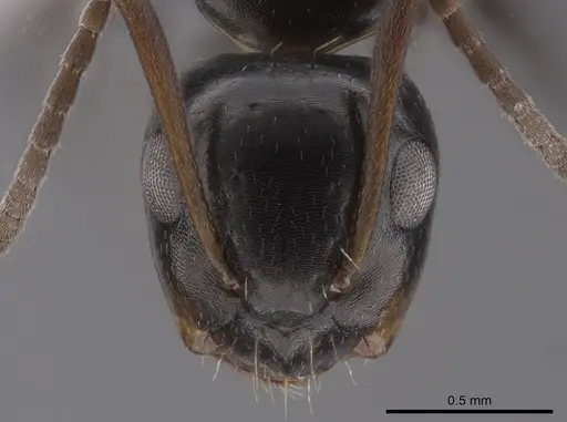 Camponotus erythrostoma specimen