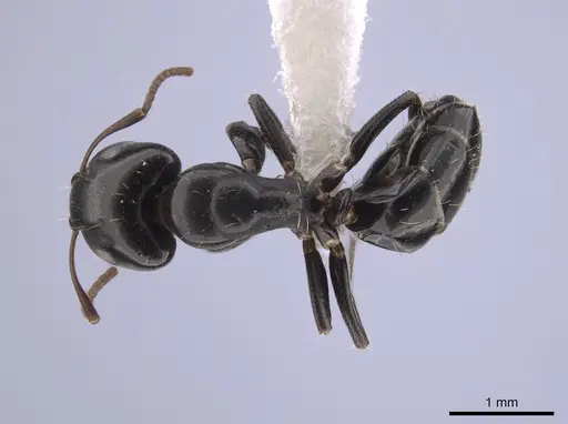 Camponotus erythrostoma - CASENT0658927