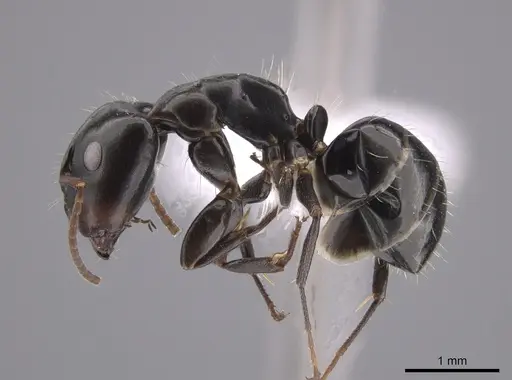 Camponotus erythrostoma - CASENT0658927