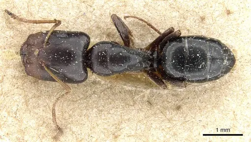 Camponotus erythrostoma - CASENT0905504