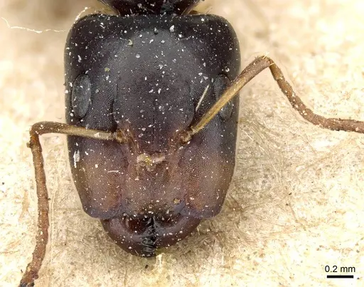 Camponotus erythrostoma - CASENT0905504