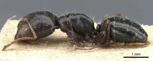 Camponotus erythrostoma - CASENT0905504