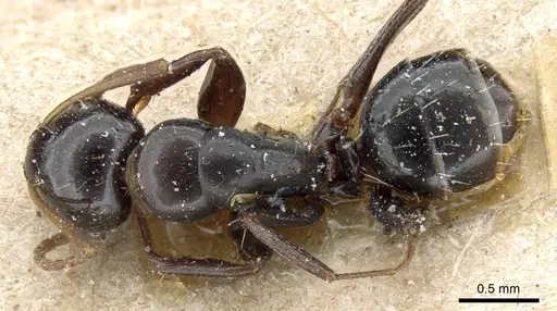 Camponotus erythrostoma - CASENT0905505