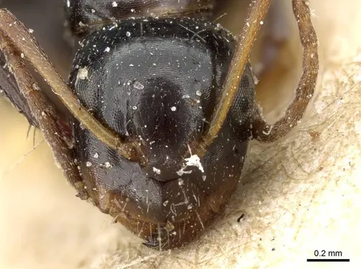 Camponotus erythrostoma - CASENT0905505