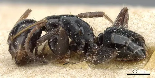 Camponotus erythrostoma - CASENT0905505