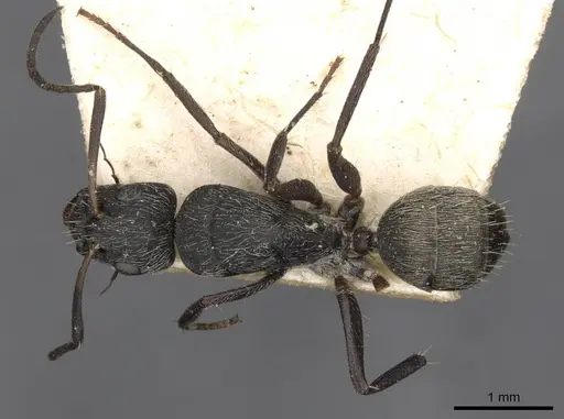 Camponotus esau specimen