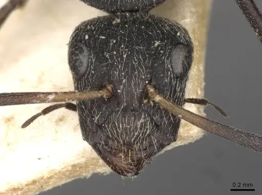 Camponotus esau specimen