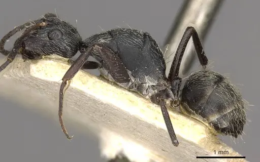 Camponotus esau specimen
