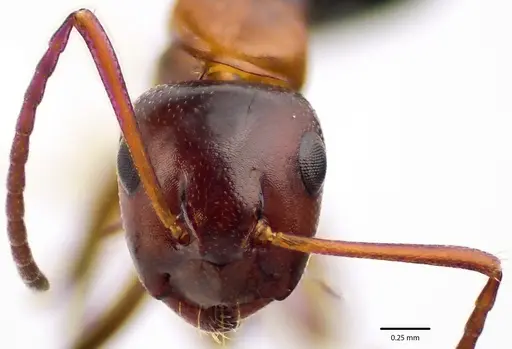 Camponotus essigi specimen