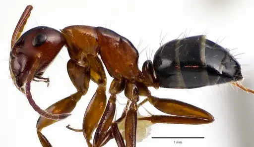 Camponotus essigi specimen