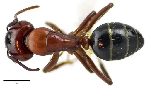 Camponotus essigi - ANTWEB1041676