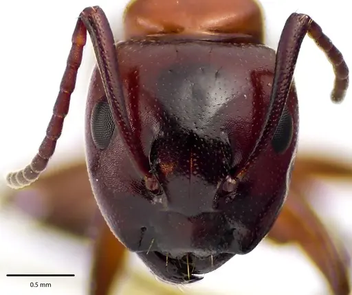 Camponotus essigi - ANTWEB1041676