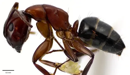 Camponotus essigi - ANTWEB1041676