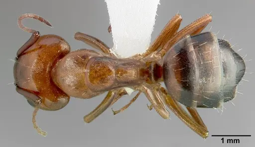 Camponotus essigi - CASENT0005343