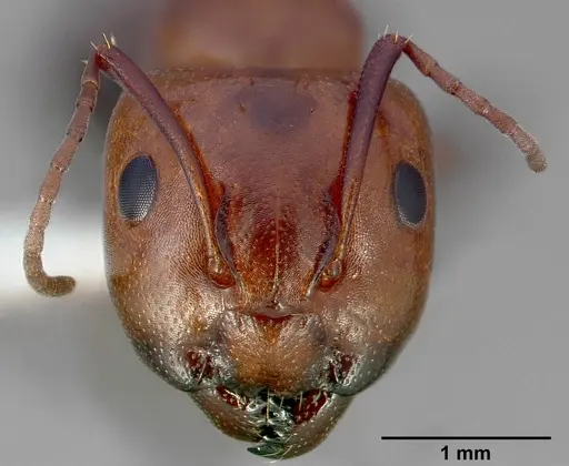Camponotus essigi - CASENT0005343