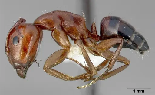 Camponotus essigi - CASENT0005343