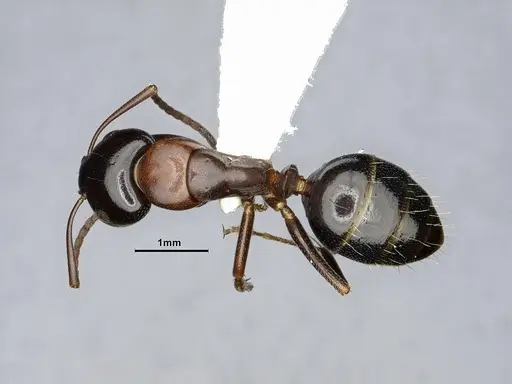 Camponotus essigi - CASENT0106509