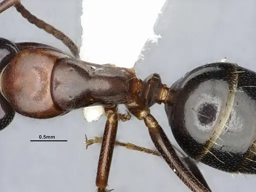 Camponotus essigi - CASENT0106509