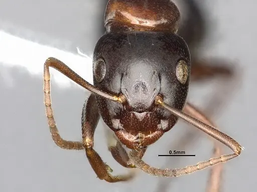Camponotus essigi - CASENT0106509