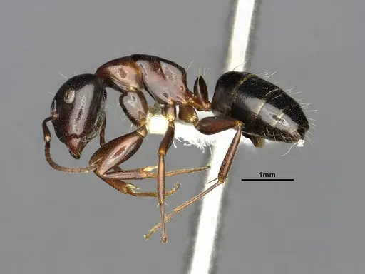 Camponotus essigi - CASENT0106509