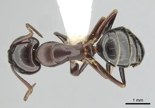 Camponotus essigi - CASENT0249372