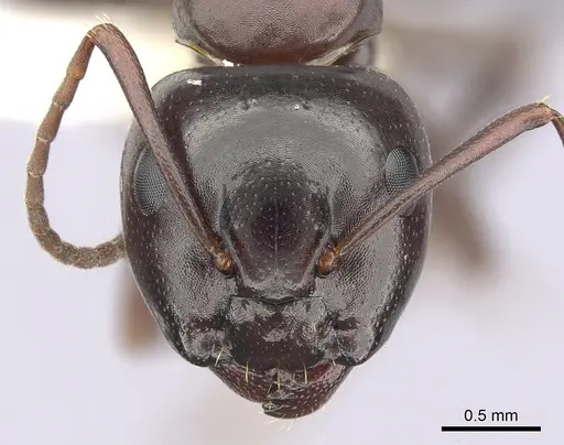 Camponotus essigi - CASENT0249372