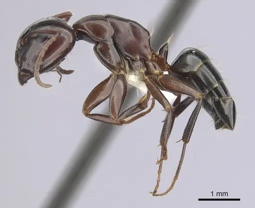 Camponotus essigi - CASENT0249372