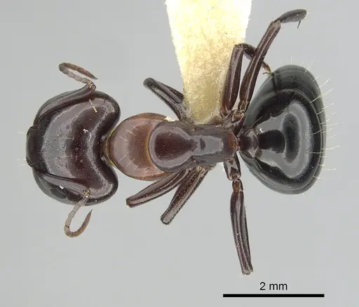 Camponotus essigi - CASENT0249373