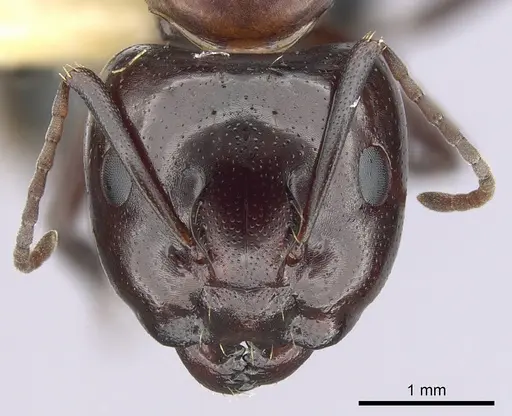 Camponotus essigi - CASENT0249373