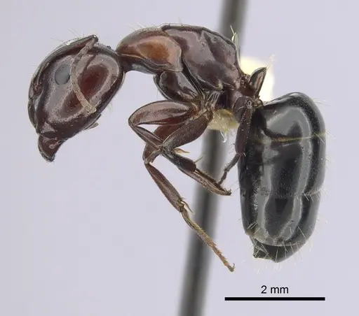 Camponotus essigi - CASENT0249373