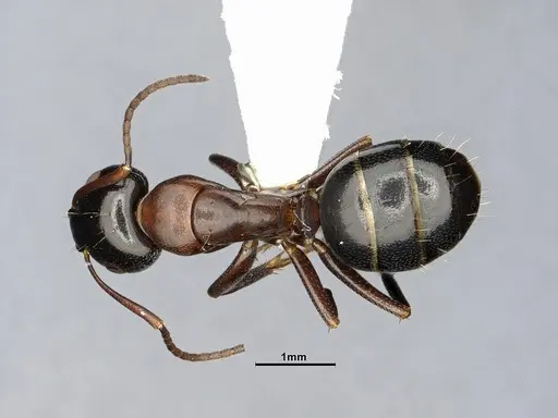 Camponotus essigi - CASENT0644720