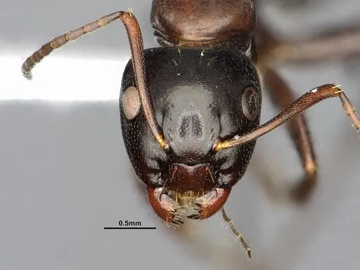 Camponotus essigi - CASENT0644720
