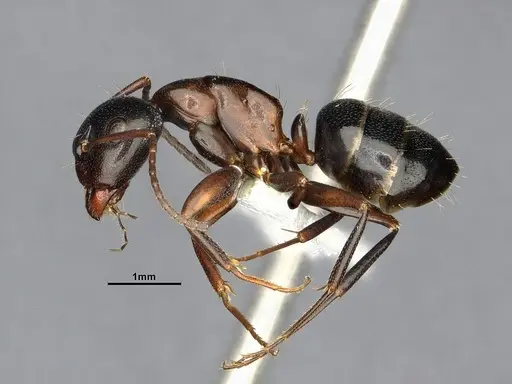 Camponotus essigi - CASENT0644720