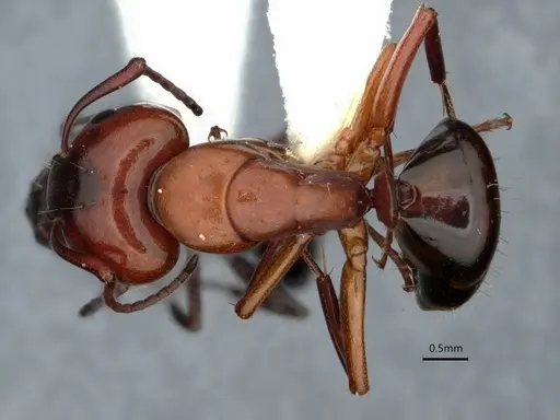 Camponotus essigi - CASENT0842056
