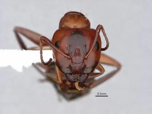 Camponotus essigi - CASENT0842056